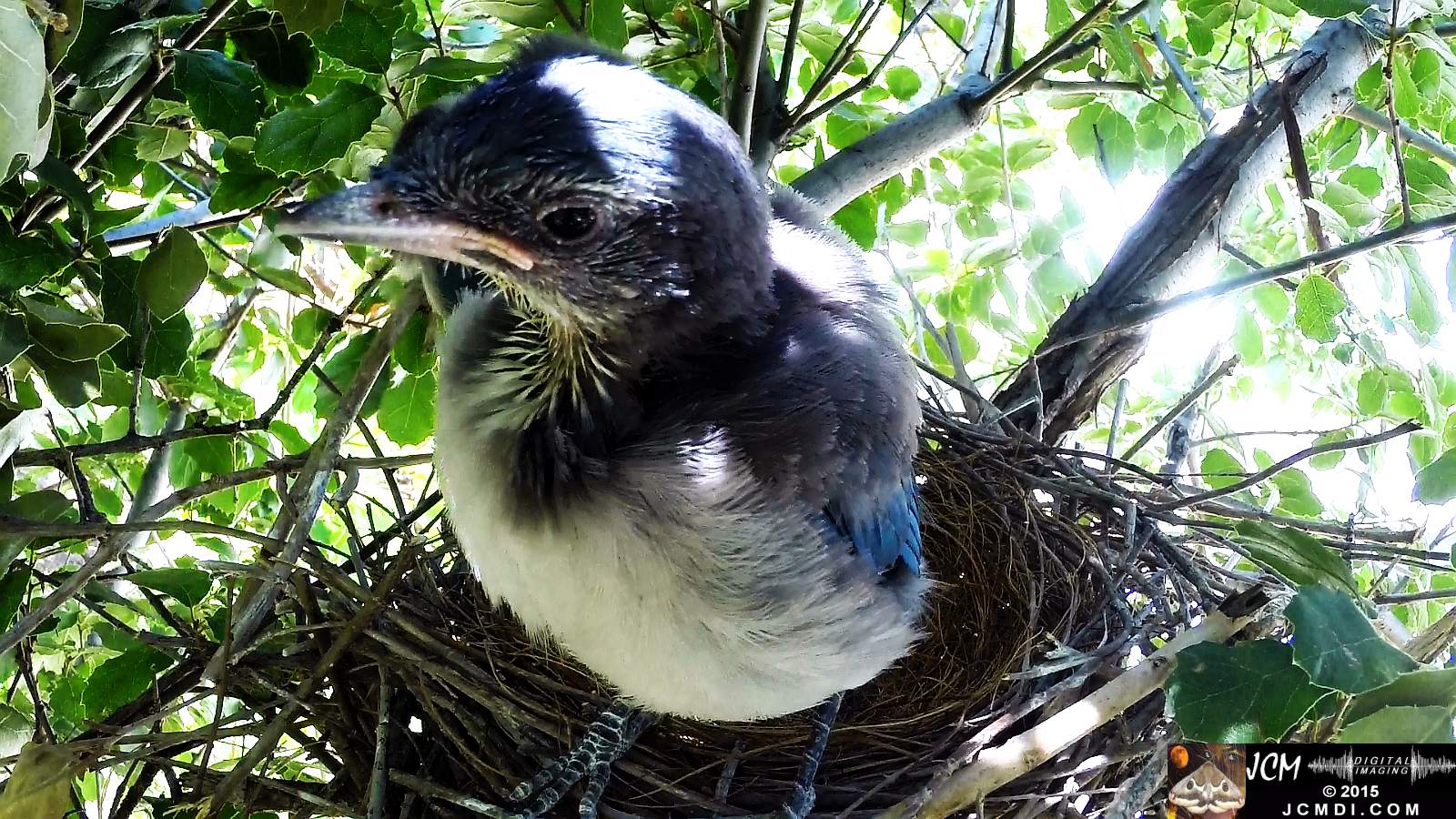 Scrub Jay Documentary chick preens face in camera parent arrives